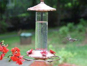 hummingbird feeder 3