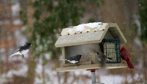 bird feeder snow storm