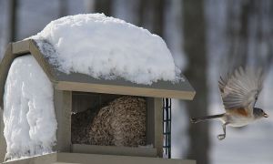 birds blizzard 3 for contest