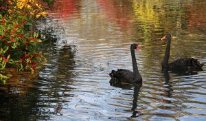 black swan