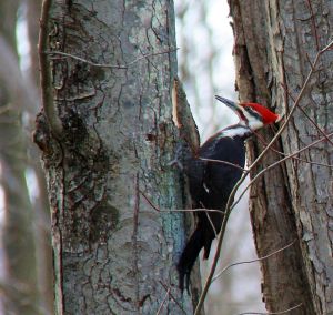 giant woodpecker 5