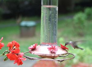 hummingbird feeder 1