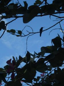 hummingbird resting tropical plant