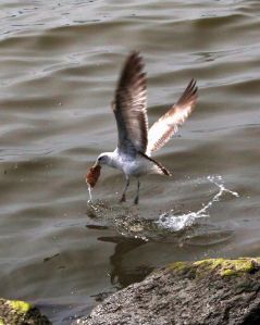 seagull catches a fish