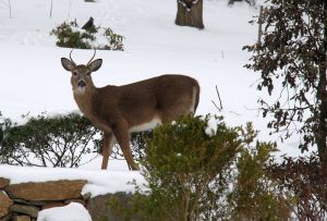 snow day deer 1