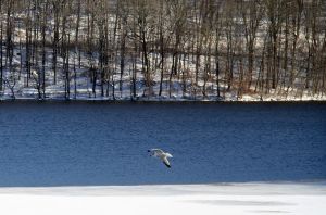 snow day seagull 2 jan 3